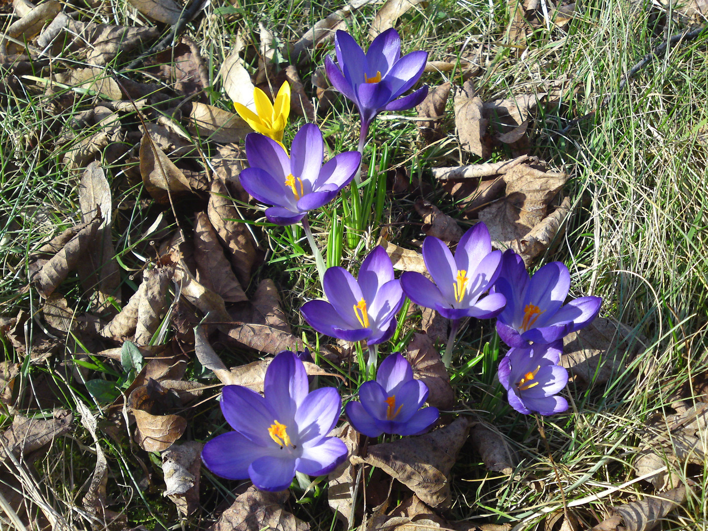 Frühjahrsblüher Foto & Bild pflanzen, pilze & flechten, blüten