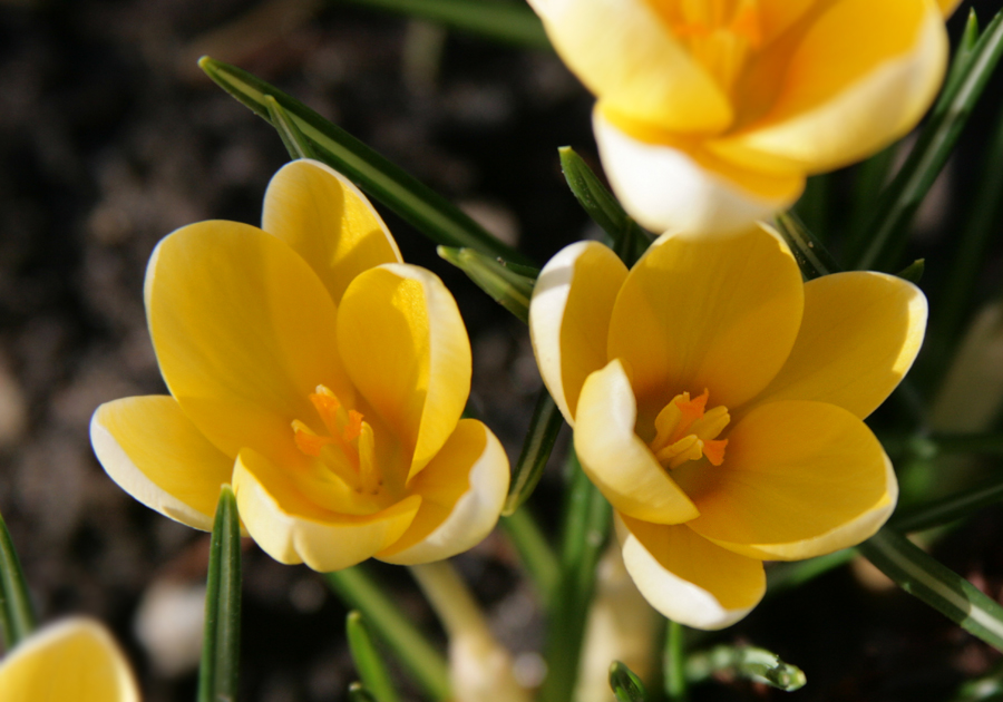 Frühjahrsblüher Foto & Bild pflanzen, pilze & flechten, blüten