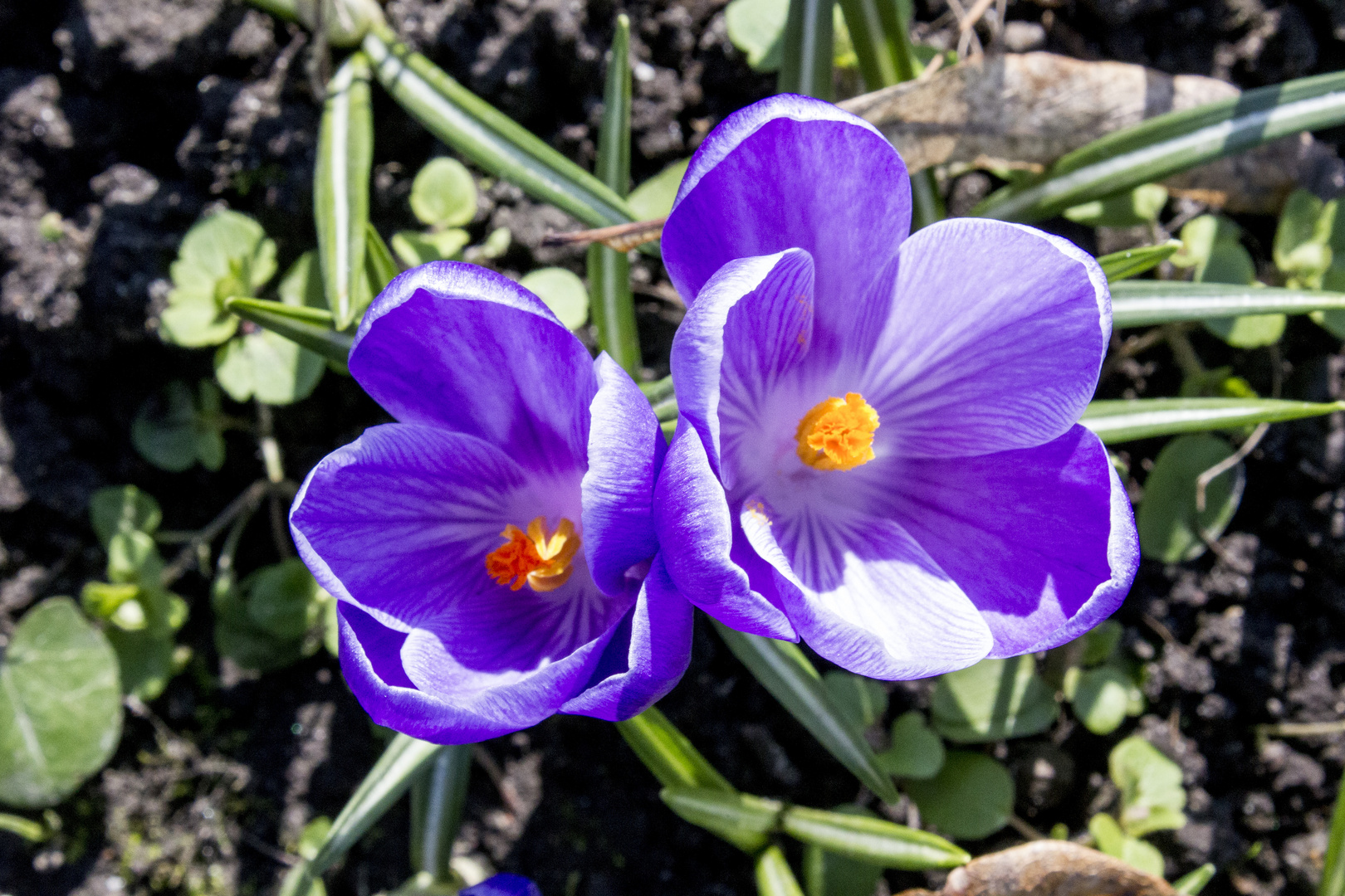 Frühjahrsblüher in Leipzig