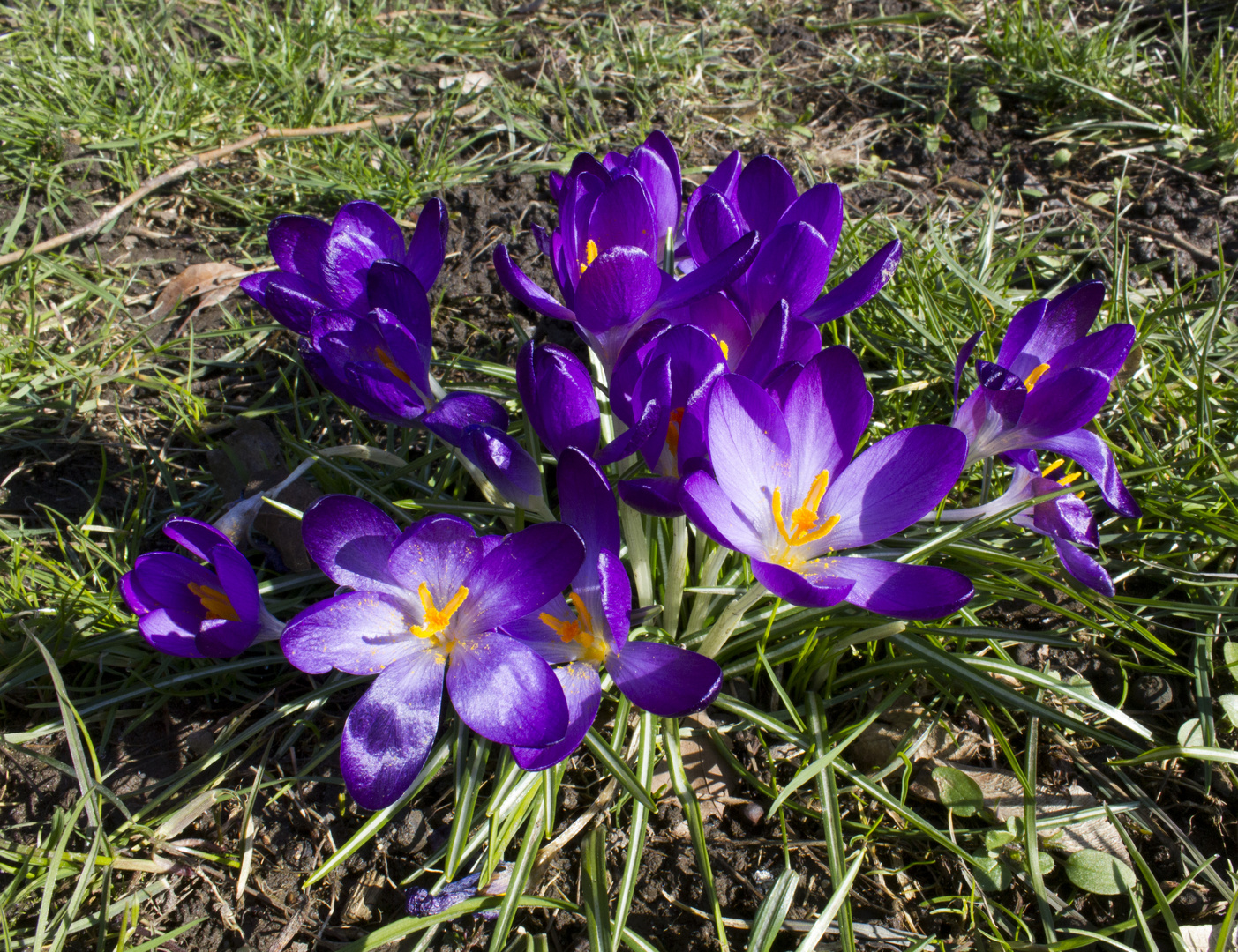 Frühjahrsblüher in Leipzig Foto & Bild pflanzen, pilze & flechten