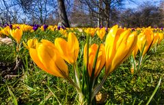 Frühjahrsblüher in Leipzig