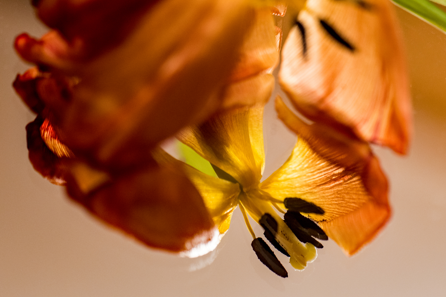 Frühjahrsblüher - noch in der Vase - und schon wieder heraus