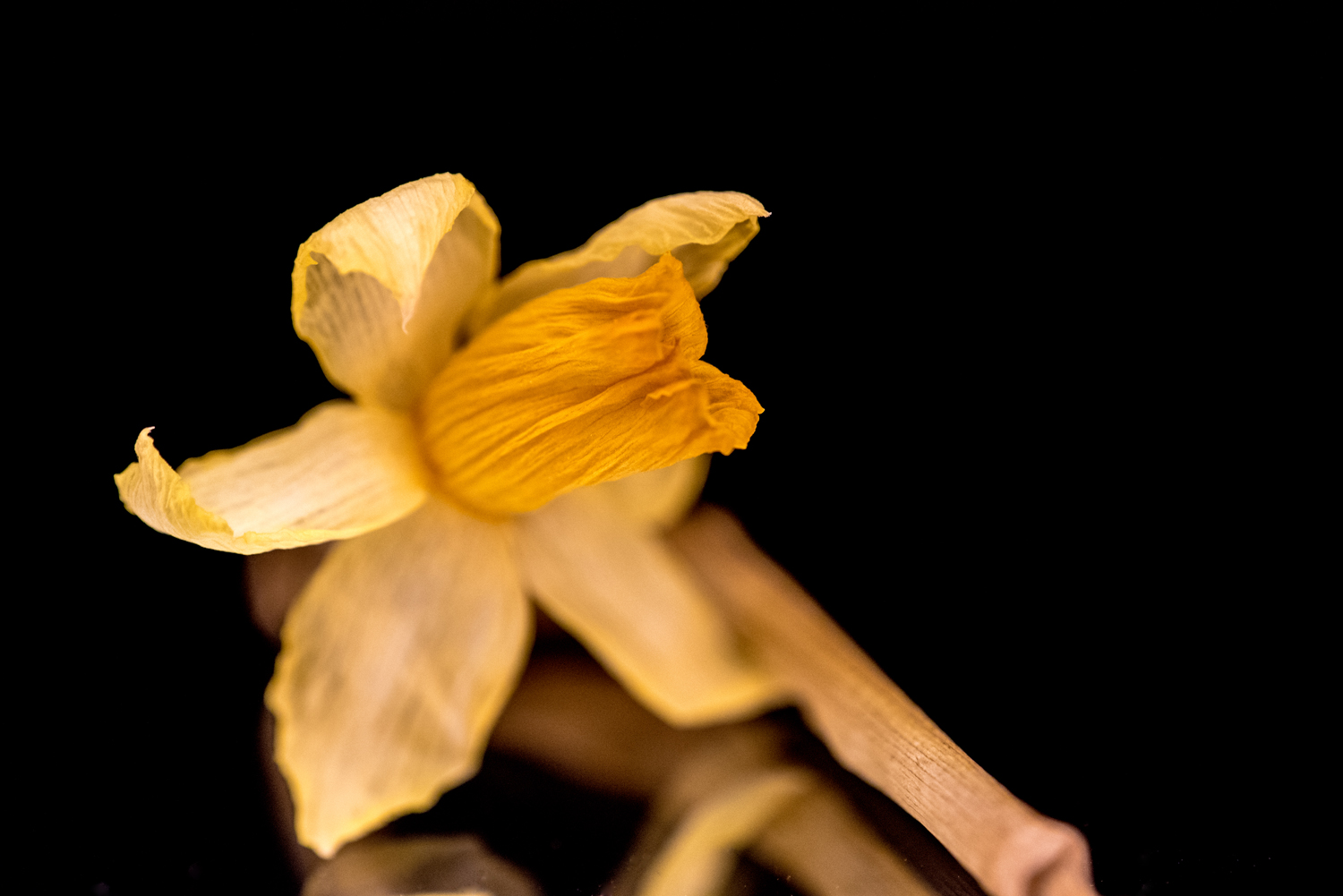 Frühjahrsblüher - noch in der Vase - und schon wieder heraus