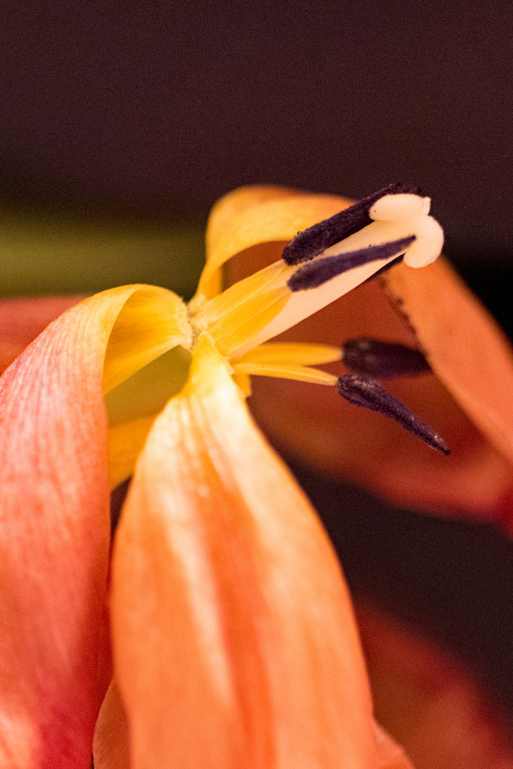 Frühjahrsblüher - noch in der Vase - und schon wieder heraus