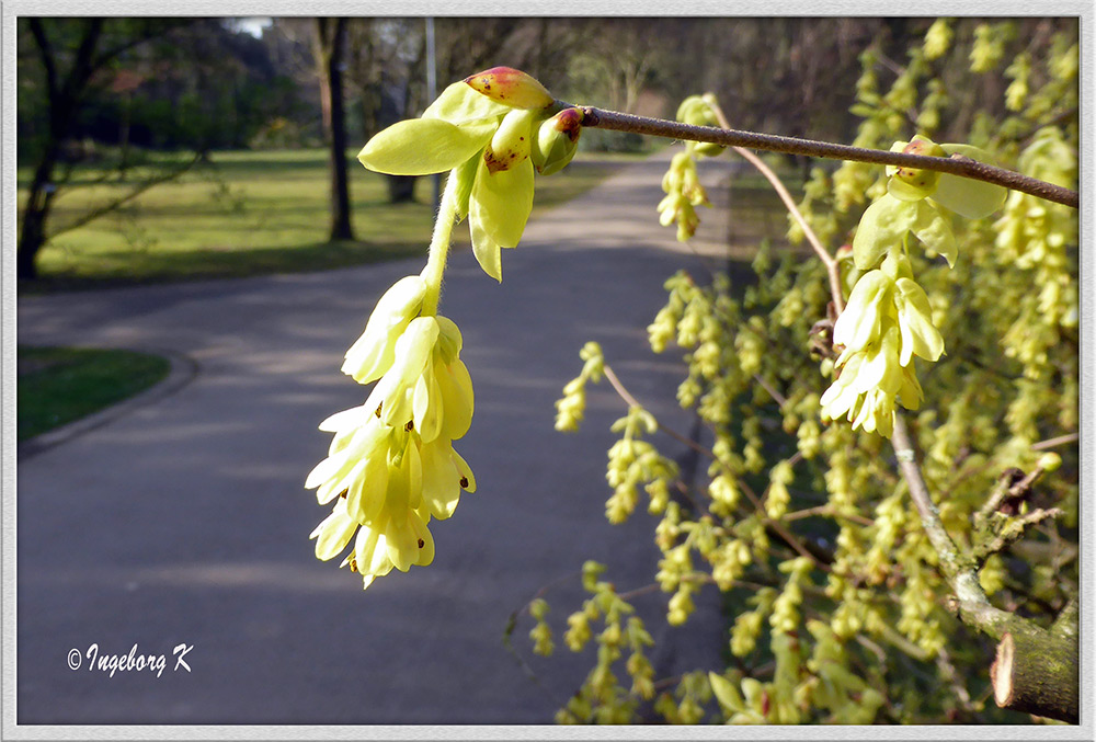 Frühjahrsblüher - wie heißt diese Blüte?