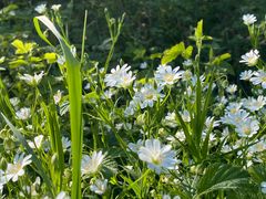 Frühjahrsblümchen-Wiese