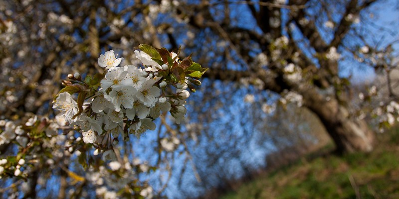 Frühjahrsblüte