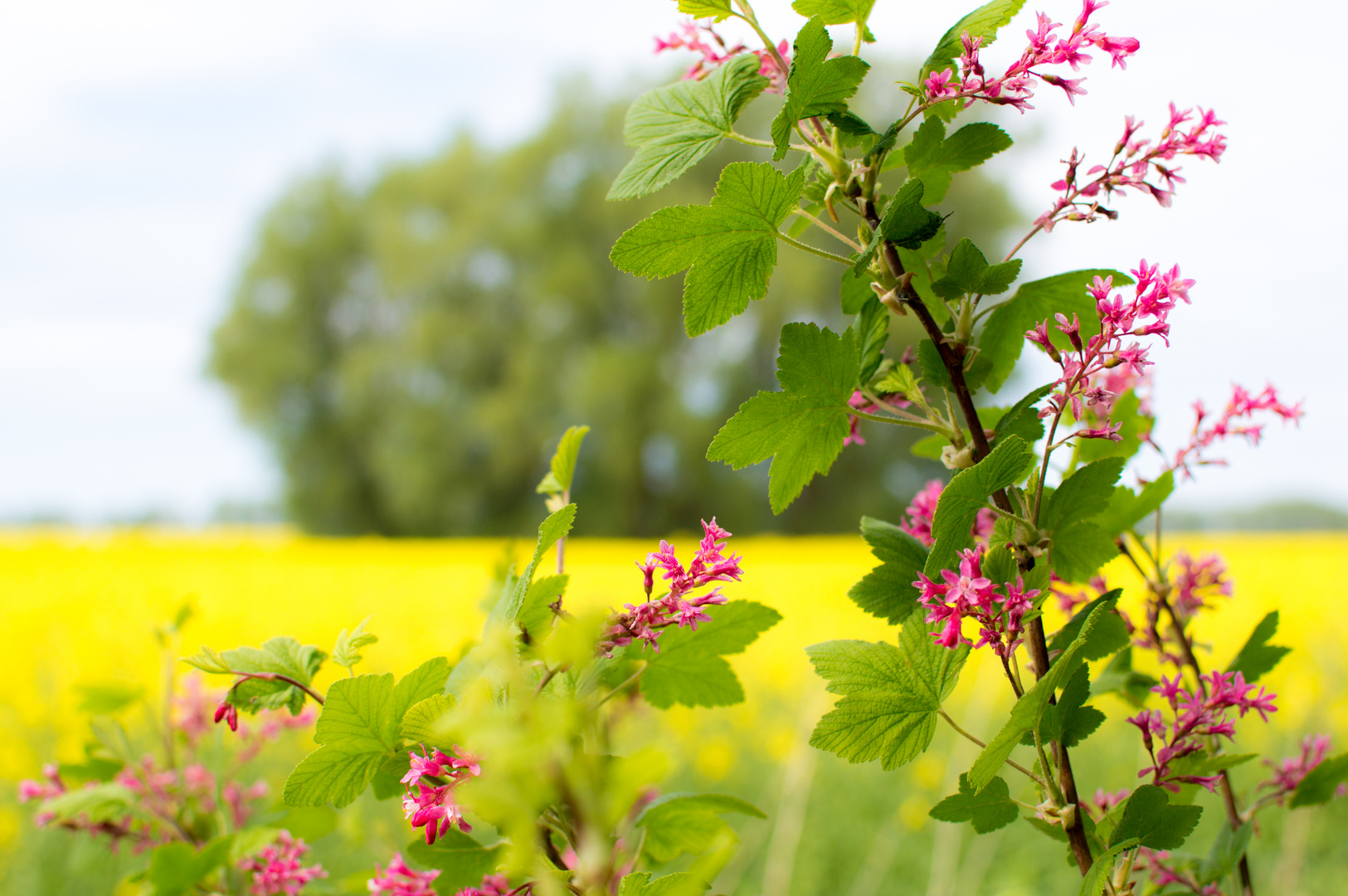 Frühjahrsblüte