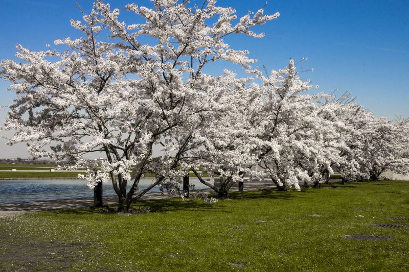 Frühjahrsblüte auf der Raketenstation