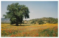 Frühjahrsblüte auf Sardinien