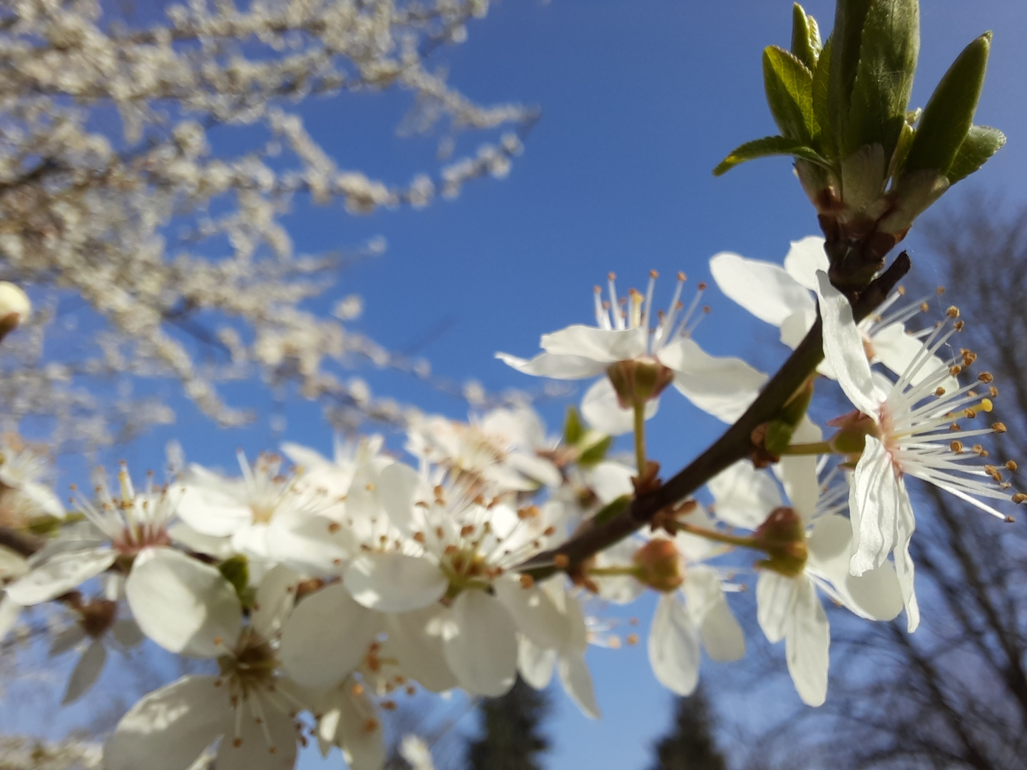 Frühjahrsblüte