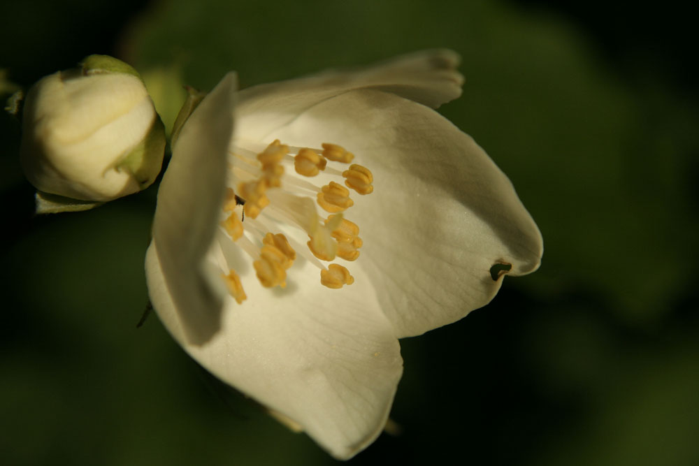 Frühjahrsblüte (Falscher Jasmin)