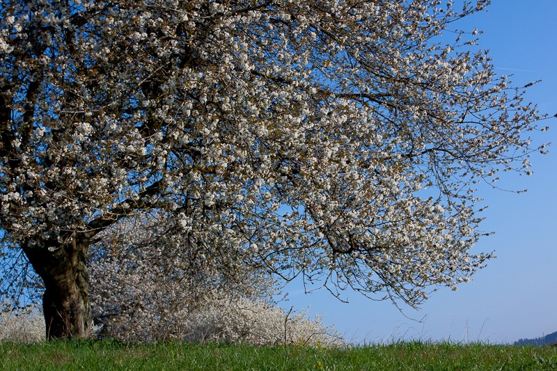 Frühjahrsblüte II