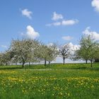 Frühjahrsblüte in der Fränkischen Schweiz