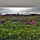 Frühjahrsblüten am Strand von Vejer de la Frontera