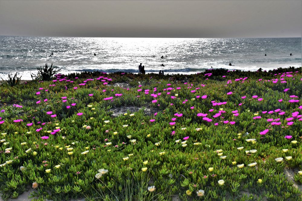 Frühjahrsblüten am Strand von Vejer de la Frontera