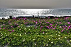 Frühjahrsblüten am Strand von Vejer de la Frontera