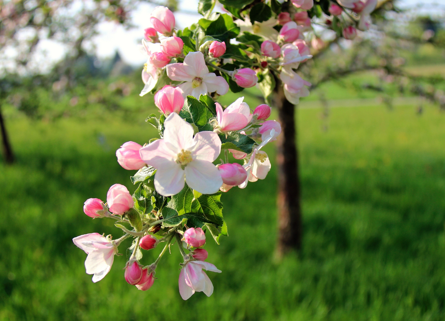 Frühjahrsblüten