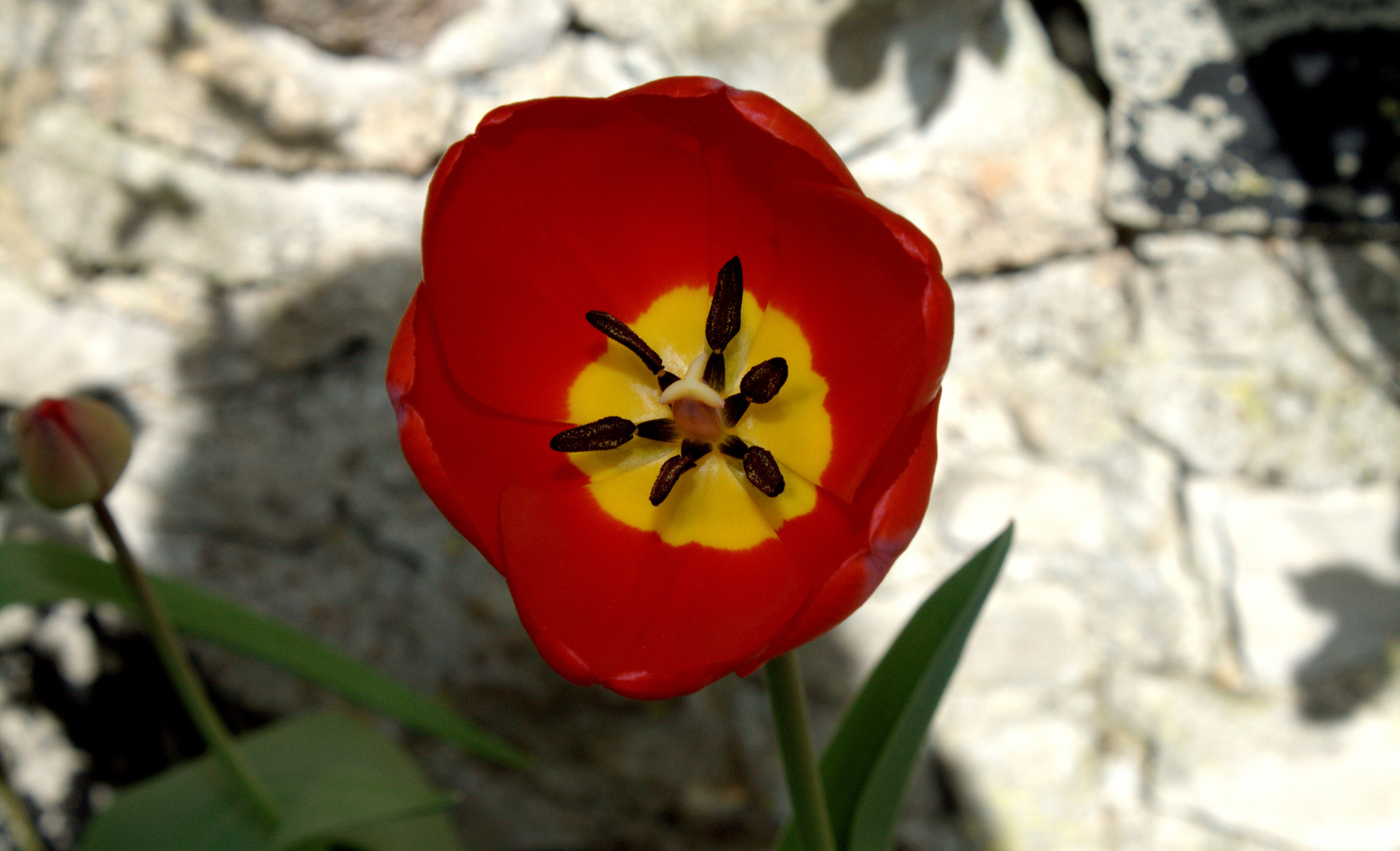 Frühjahrsblume