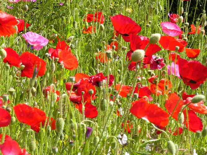 Frühjahrsblumen Foto & Bild | pflanzen, pilze & flechten, blüten