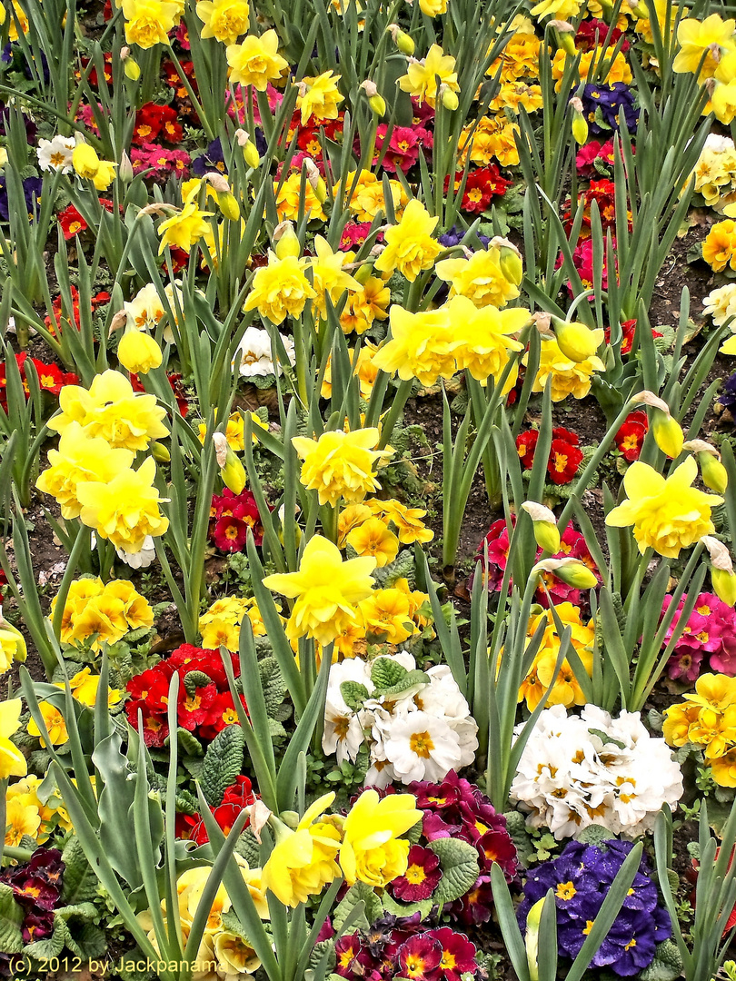 Frühjahrsblumen Foto & Bild | jahreszeiten, frühling, frühlingsblüher