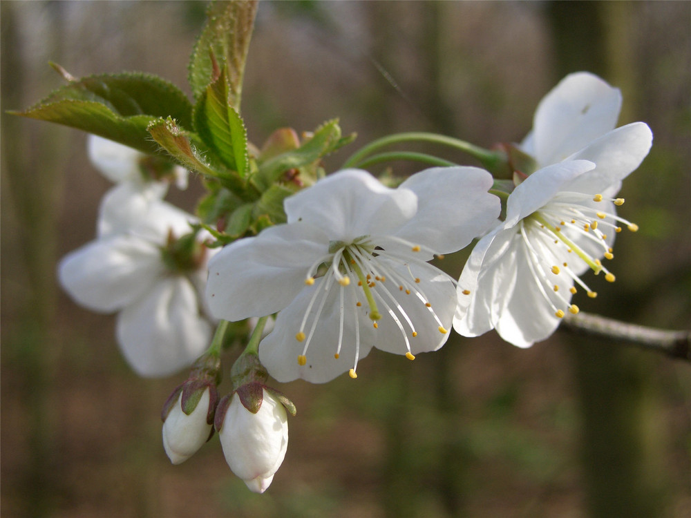 Frühjahrsblumen Foto & Bild | pflanzen, pilze & flechten, blüten