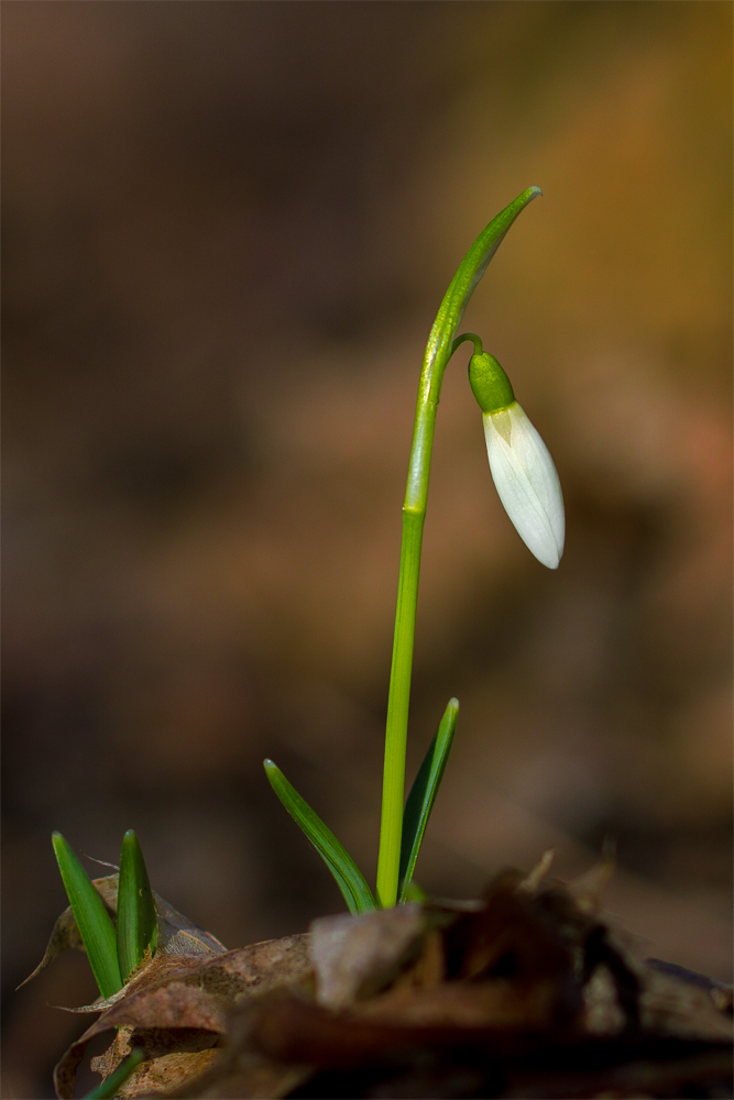 Frühjahrsbote