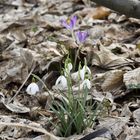 Frühjahrsboten im Wald