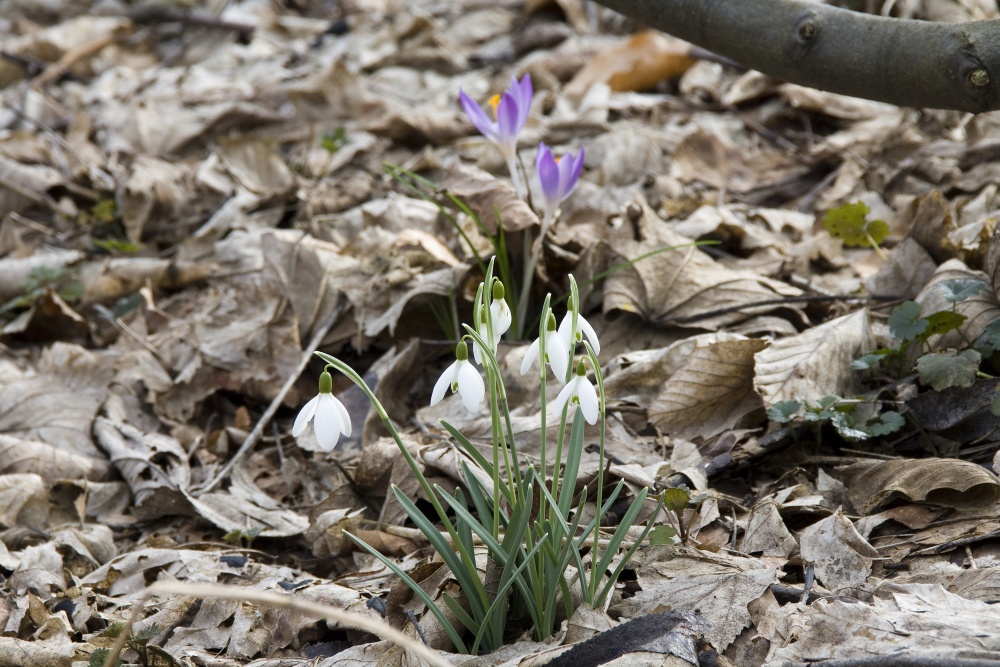 Frühjahrsboten im Wald