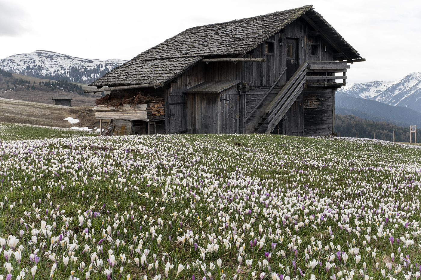 Frühjahrsboten mit Almhütte