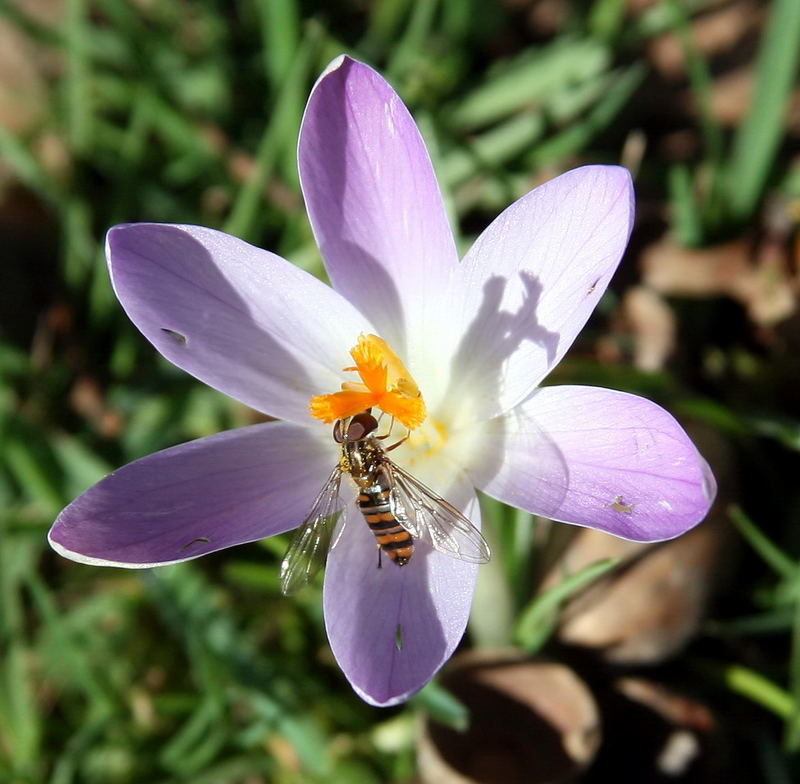 Frühjahrserwachen !