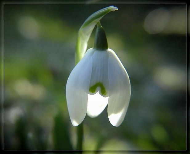 Frühjahrserwachen