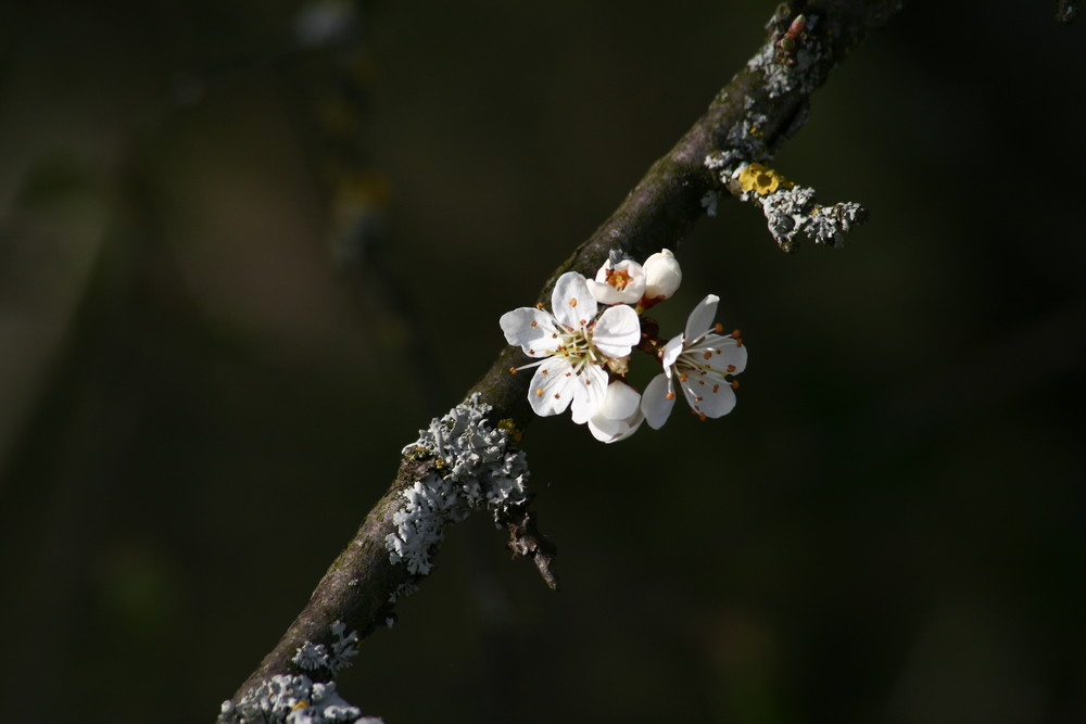 Frühjahrserwachen auf der Schwäbischen Alb