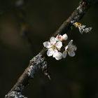 Frühjahrserwachen auf der Schwäbischen Alb