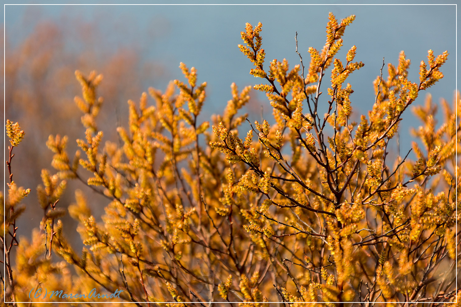 Frühjahrsfarbe im Moor