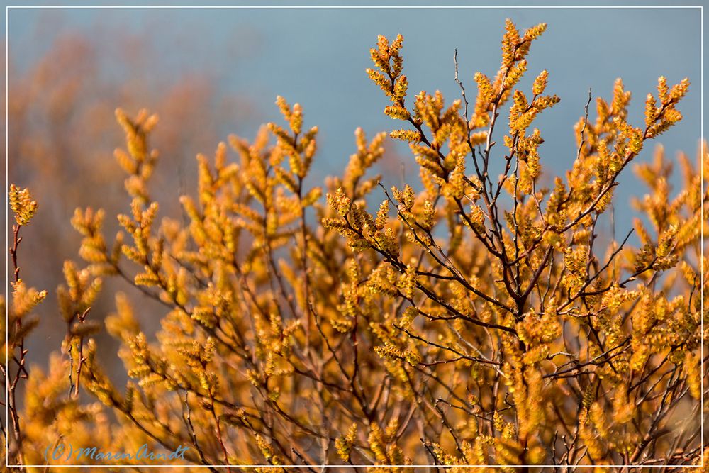 Frühjahrsfarbe im Moor