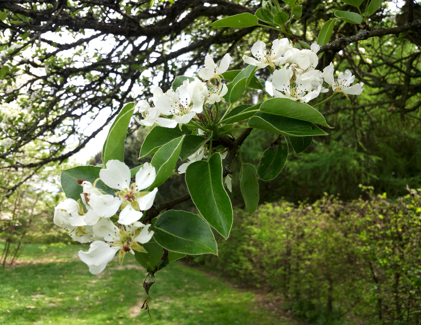 Frühjahrsgrüße 1 - blühender Kirschbaum