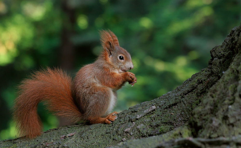 Frühjahrshörnchen