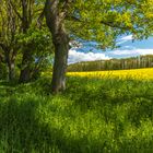 Frühjahrsimpressionen auf Rügen  