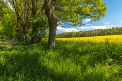 Frühjahrsimpressionen auf Rügen  