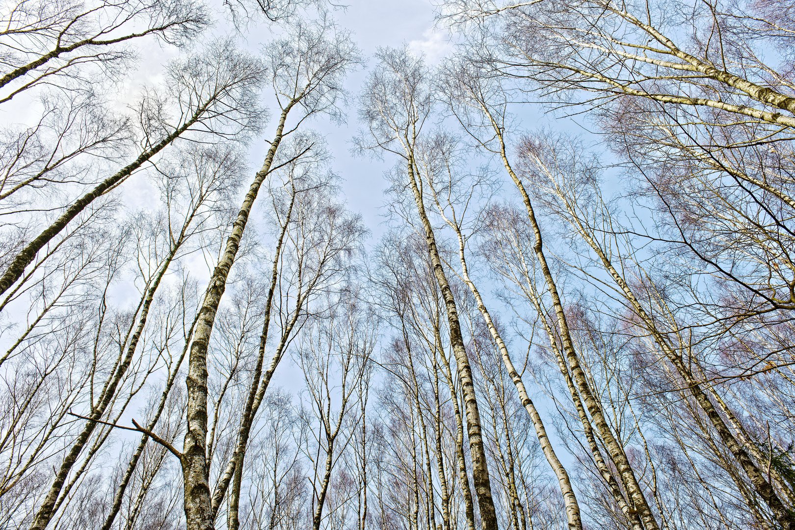 Frühjahrsimpressionen im Birkenwald