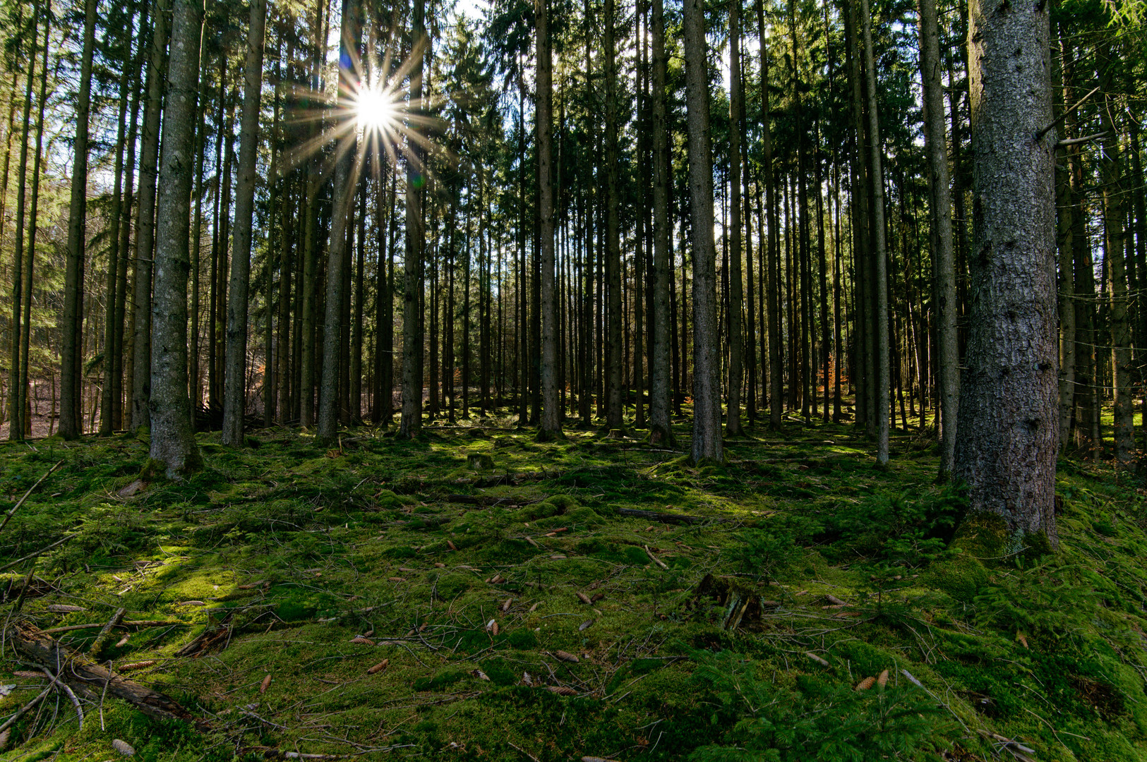 Frühjahrsimpressionen im Fichtenwald