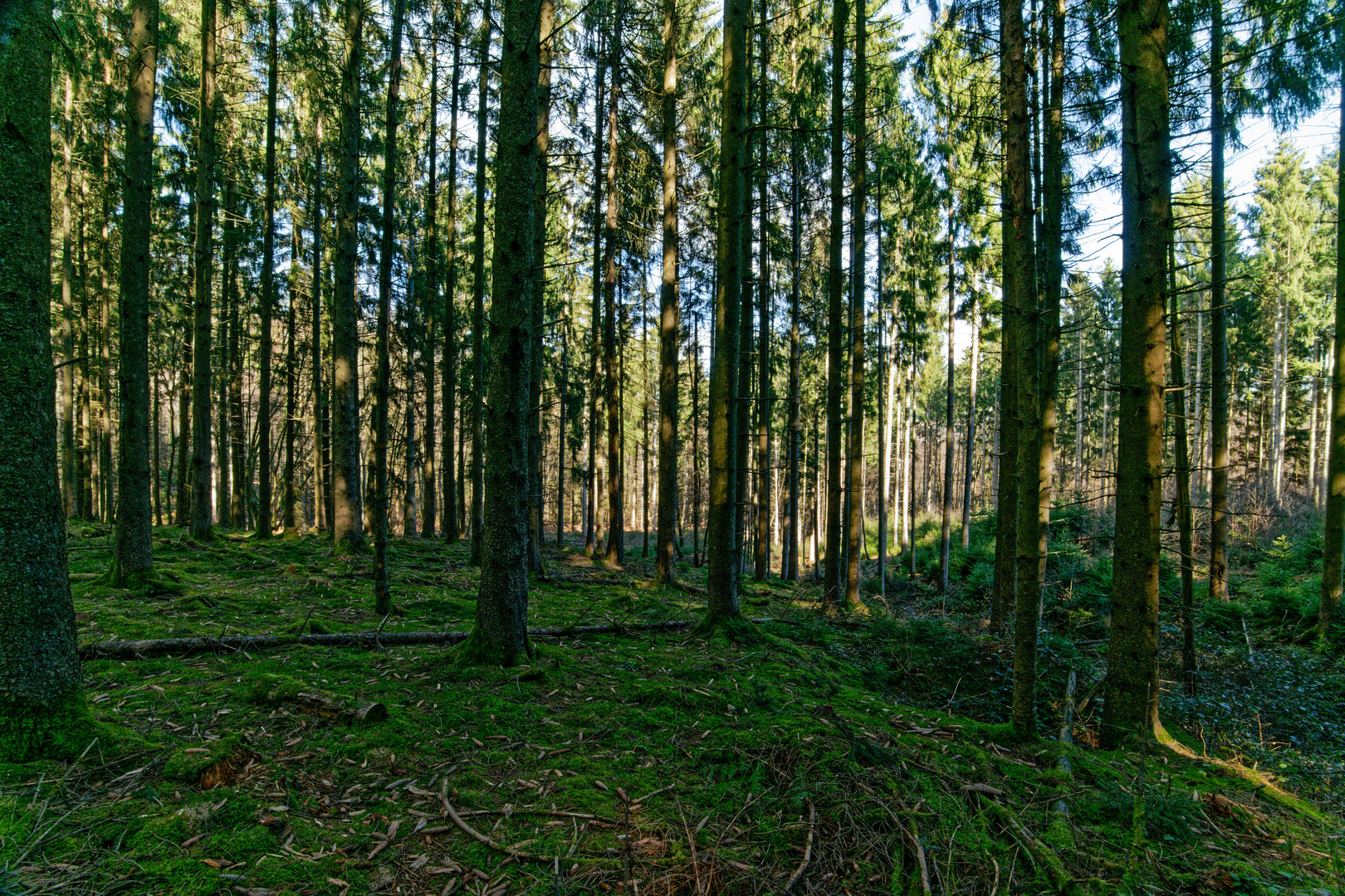 Frühjahrsimpressionen im Fichtenwald