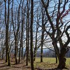 Frühjahrsimpressionen im Laubwald