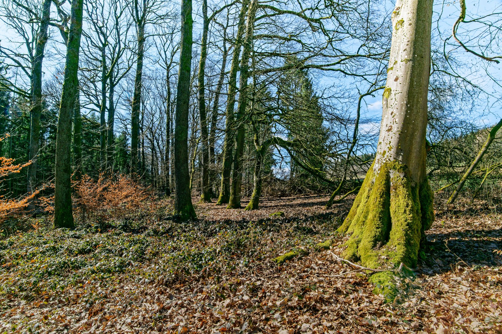 Frühjahrsimpressionen im Laubwald