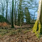 Frühjahrsimpressionen im Laubwald