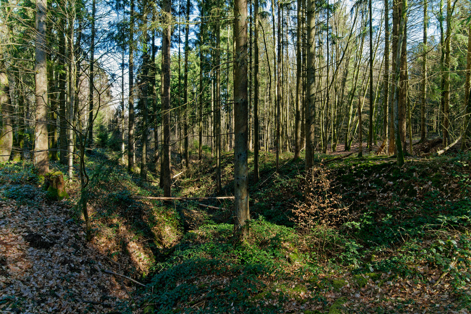 Frühjahrsimpressionen im Mischwald