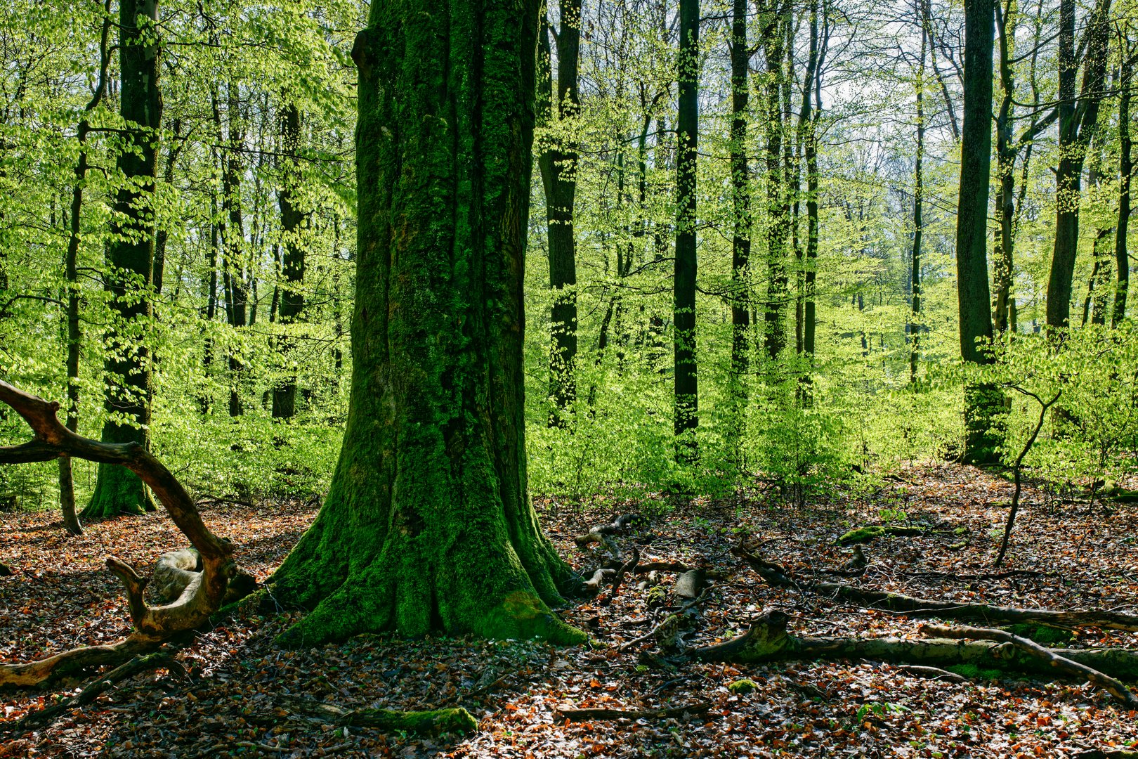 Frühjahrsimpressionen im Ottweiler Wald