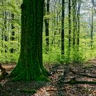 Frühjahrsimpressionen im Ottweiler Wald