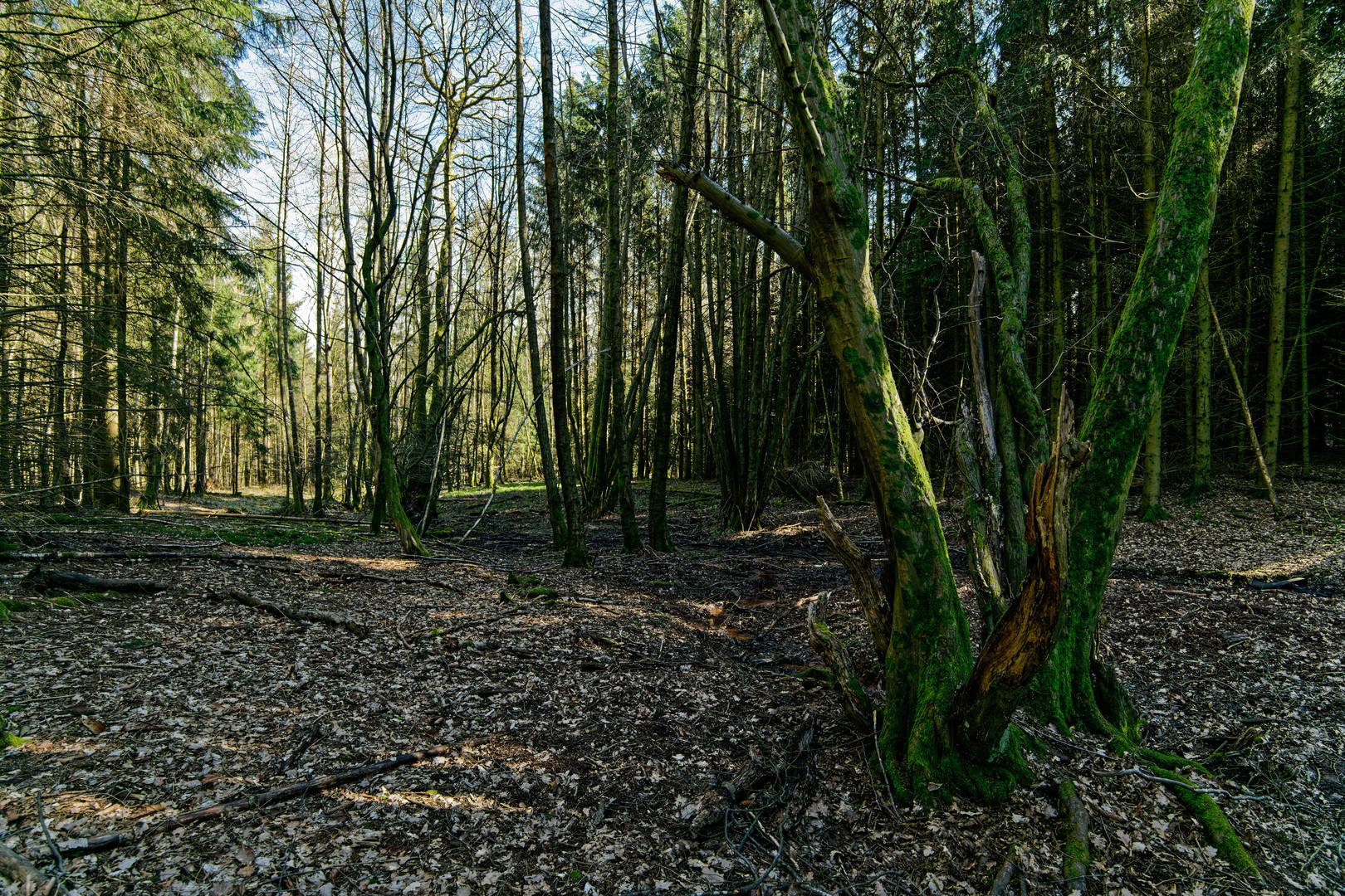 Frühjahrsimpressionen im Sumpf  (2)